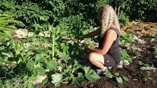 Mulching With Sheep's Wool Experiment Update. Permaculture Nordic Food Forest