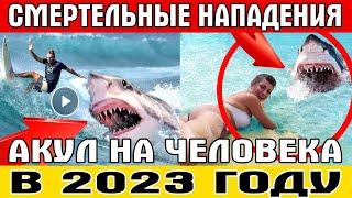 СМЕРТЕЛЬНЫЕ АТАКИ АКУЛ НА ЧЕЛОВЕКА В 2023 ГОДУ НАПАДЕНИЕ АКУЛЫ НА РОССИЯНИНА В ЕГИПТЕ