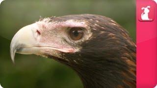 Bindi & Robert Irwin feature - Wedge Tailed Eagle (Amelio)- Growing Up Wild.