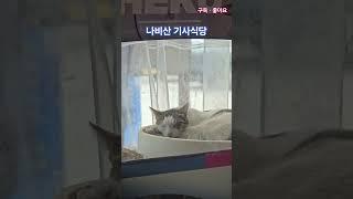 고양이 [2506013] #고양이 #맛집 #푸드 #건강 #문어마녀 #피접여행 #경북 #영덕   #여행