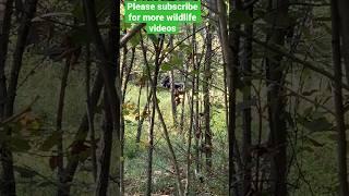 Black bear in Virginia #nature #shortsfeed #bears #shorts #blackbear