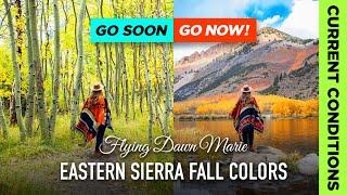 275: Eastern Sierra Fall Colors Report 10/9/24 **GO NOW/GO SOON** (Bishop & Mono Fall Foliage)