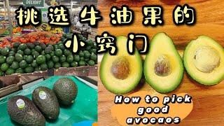 寿司师傅教大家如何选择好的牛油果 Sushi chef tell you how to pick good avocados! #牛油果 #酪梨 #avocado