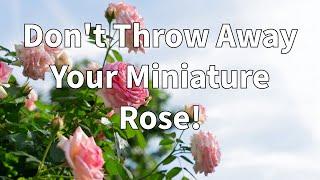 Is Your Miniature Rose Sick or Dying - Let's Save It!