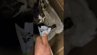 Boosting kitty️#cat #straycat #rescue #shorts