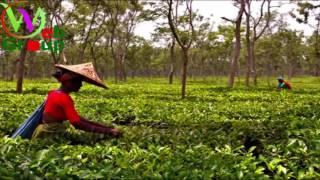 Sreemangal Tea Garden Sreemangal,Beautiful Sreemangal