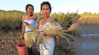 Catching Huge Mud Crabs at Swamp after Water Low Tide | Fishing Video