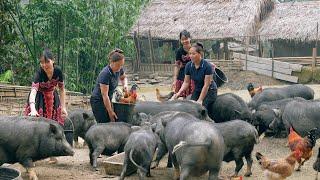 Full video with Lý Thị Ca, gardening, harvesting and taking care of animals - Bếp Trên Bản