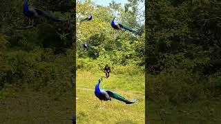 #peacock #mor peacock dance in forest #trending #vtr #nature #zoo