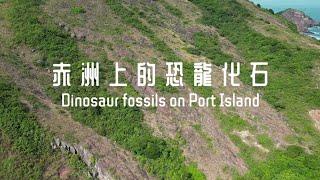 赤洲上的恐龍化石（2024年12月）Dinosaur fossils on Port Island, December 2024