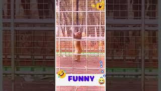 Pet Funny  #2024  #funny #bunny #comedy