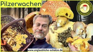 Pilz Erwachen - goldenes & seltenes - Schmarotzerröhrlinge! Pilze suchen im September 2024