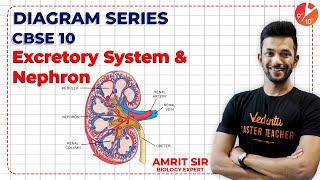 How to Draw Diagram of Excretory System & Nephron | Life Processes | Diagram Series Vedantu 9 and 10