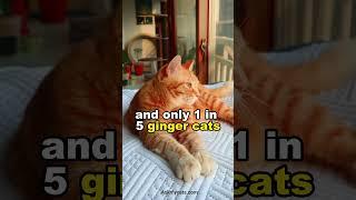 3 unknown facts about ginger cats. #gingercat