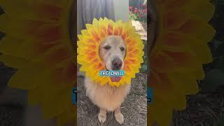 King Buddy’s Adventure Gone Wrong #spring #dog #funnydog #tulipfestival #funnydogvideos #doglover
