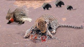 Leopard Got Bad When He Tried to Eat the Porcupine - {Wild Animal World}.