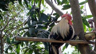 nhà nông 25h đang phát trực tiếp!ngắm gà cảnh đẹp #covermusic #chicken