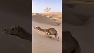  **Camels Walking in the Sand | Beautiful Desert Safari Experience!** 