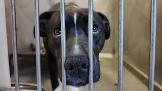 Yellowstone Valley Animal Shelter receives high number of strays after the holidays