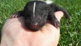 Baby skunk sounds!