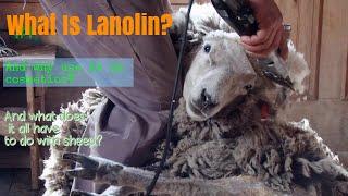 Lanolin: How Its Made, What's It Used For, & Overall...What Is It?