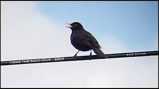 Theme Time Radio Hour ~ Birds. (Two Episodes). With your, host Bob Dylan