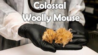 Colossal Create “Woolly Mouse” On Path To De-Extinct The Woolly Mammoth