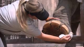 We Mark "100 days to the RNC" With Elephant Footprints | Busch Gardens