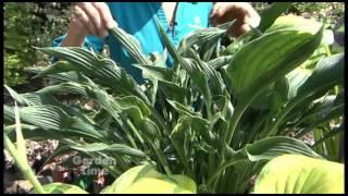 Summer Hostas