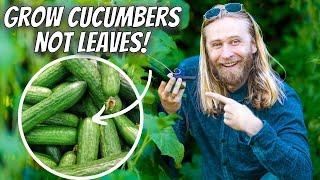 Growing CUCUMBERS Intensively At Home for Maximum Yield and Plant Health | Step-by-Step Guide