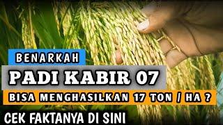 PADI KABIR 07 GENJAH || BENARKAH BISA MENGHASILKAN 17 TON / HA - Cek Faktanya