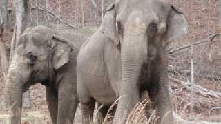 Elephants, Us, and Other Kin