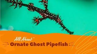 Ornate Ghost Pipefish facts  Harlequin Ghost Pipefish  Solenostomus Paradoxus