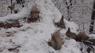 Белки в снегопад. Зарисовка / Squirrels in the snowfall. Sketch