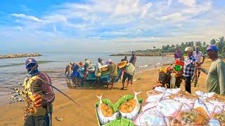 Wow!! The Busiest Fisherman's Village With Full Of Lobsters And Stingray Fish - Best Seafood Market