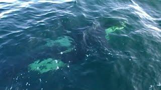 Orca alongside our boat off Fraserburgh while out on a fishing trip 