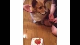 コーギー誕生日お祝いケーキでご満悦　Corgi eating his birthday cake!