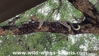 Finding a leopard above our heads.