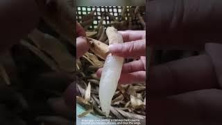 Asparagus root peeling: a common herb used to nourish yin, moisten dryness, and clear the lungs.