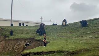 This is a collection video of yaks, yaks on the plateau at an altitude of 4,500 meters in Tibet