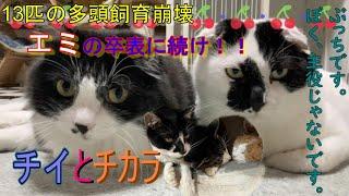 【エミの卒業に続け！】チイとチカラ【13匹の多頭飼育崩壊】