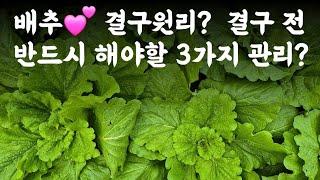 배추 결구원리? 결구 전 반드시 해야할 3가지는?