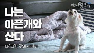 10년동안 말없이 척추 디스크 고통을 참아야했던 강아지 단비 I KBS 나는아픈개와산다 200625 방송