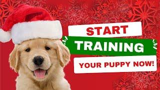 Start Training Your Christmas Puppy Now! | Dog Works Radio