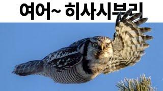 웃긴 짤들 21편