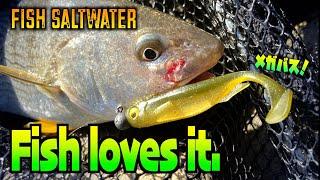 [Megabass Spark Shad] How to fish? Saltwater Fishing tips [Yellowfin Croaker]