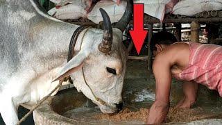 Biggest Cow in Bangladesh | Biggest Cow in the world | Gabtoli Gorur Haat 2021 | Gorur Haat