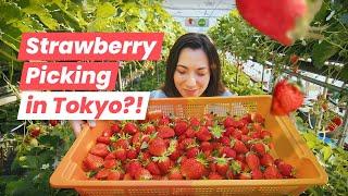 Winter Strawberry Picking in Tokyo: I Tried Japan's Rare Sakura Strawberry!