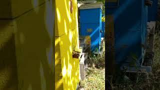 Beekeeping in Ukraine: Apiary of Ukrainian Beekeeper Priyatelenko, Honeybees in Original Beehive