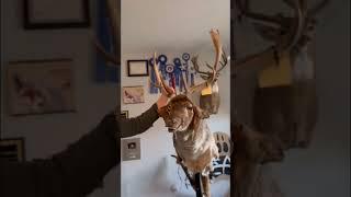 Fallow Deer Taxidermy 